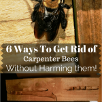 How To Get Rid Of Carpenter Bees Naturally